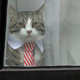 El gato de Julian Assange mira a través de una ventana en la Embajada de Ecuador en Londres
